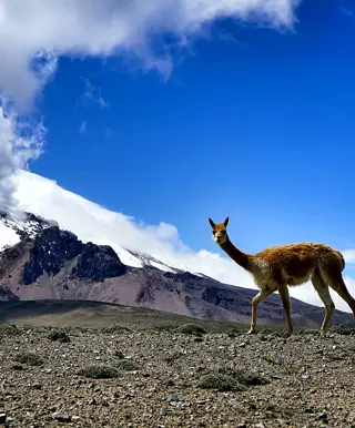 Gipfelglück auf dem höchsten Berg Ecuadors